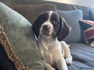English Springer Spaniel dogs Stunning English Springer spaniel puppies - Advert 6