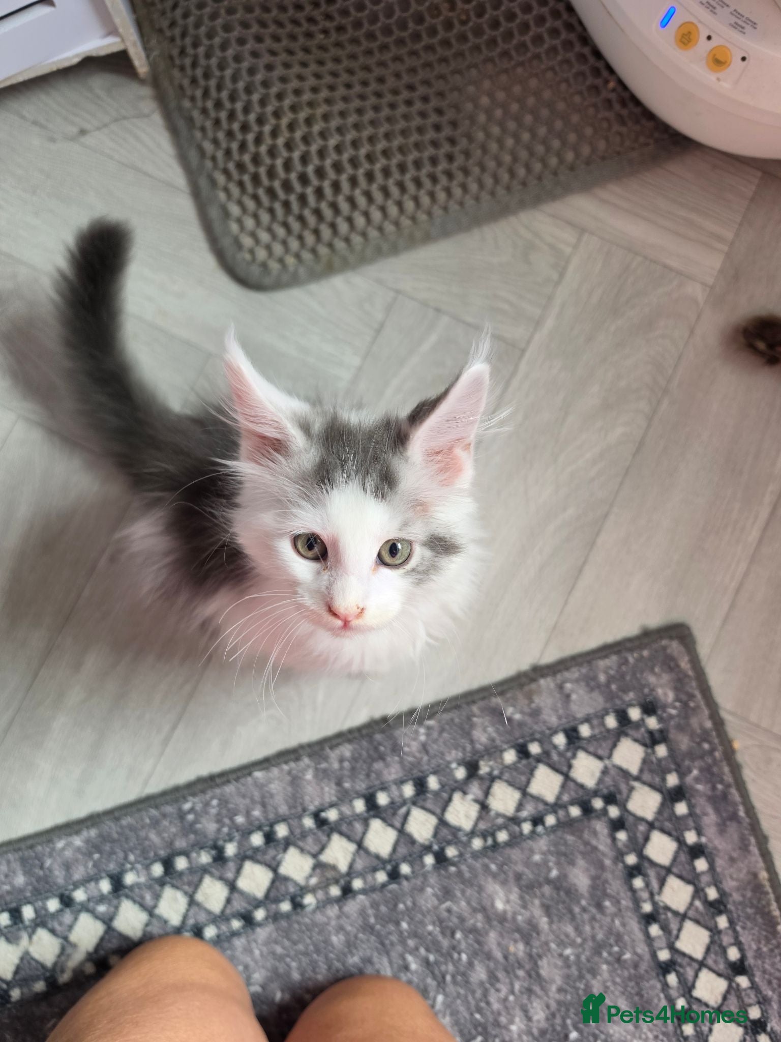 Maine Coon cats TICA REGISTERED STUNNING KITTENS  - Advert 1