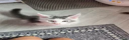 Maine Coon cats for sale: TICA REGISTERED STUNNING KITTENS  - Advert 8