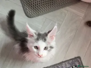 Maine Coon cats TICA REGISTERED STUNNING KITTENS - Advert 1