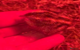 Quail poultry for sale: 3 MALE COTURNIX QUAIL, HATCHLINGS & EGGS FOR SALE - Advert 9