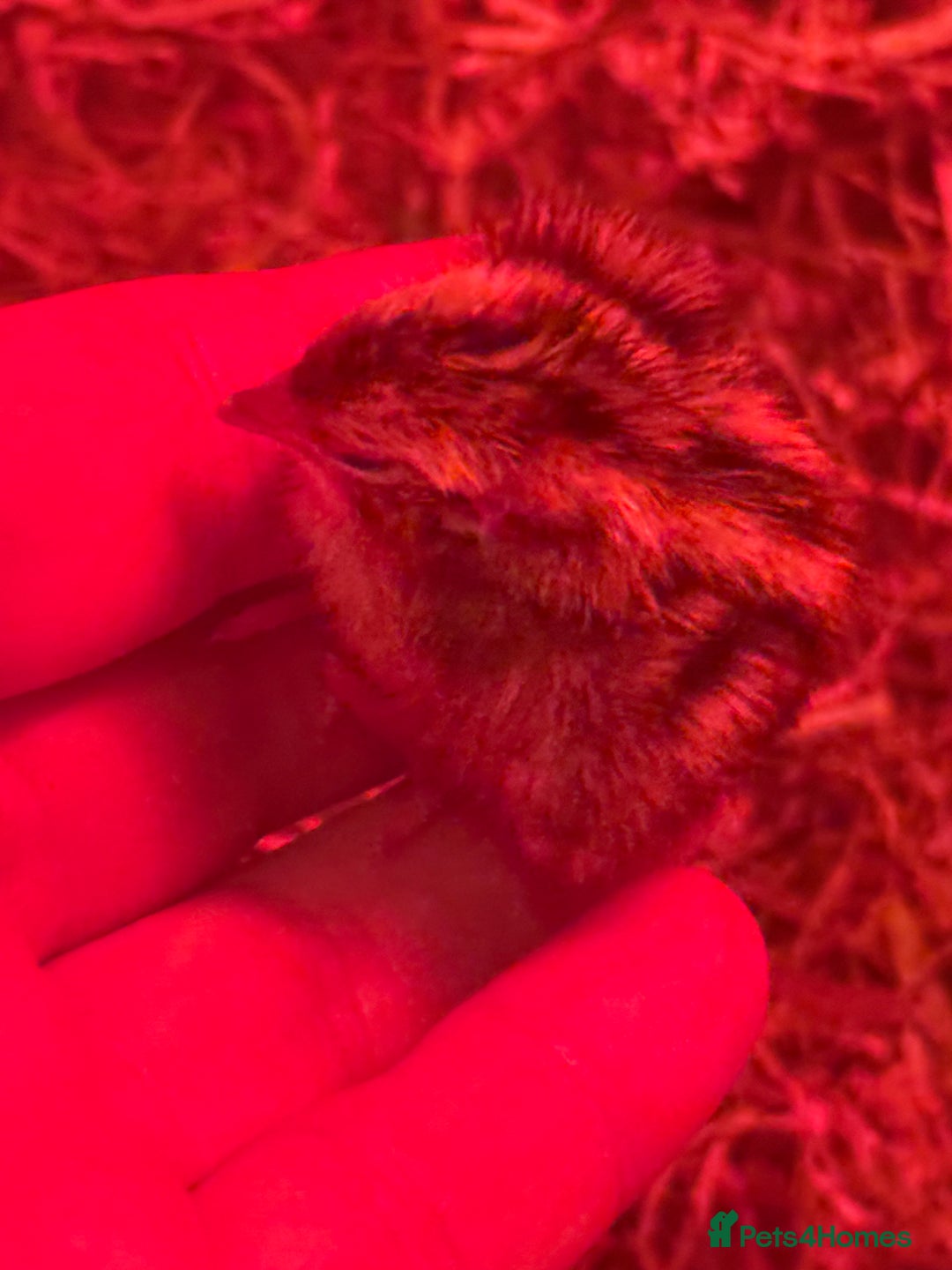 Quail poultry for sale: 3 MALE COTURNIX QUAIL, HATCHLINGS & EGGS FOR SALE - Advert 9