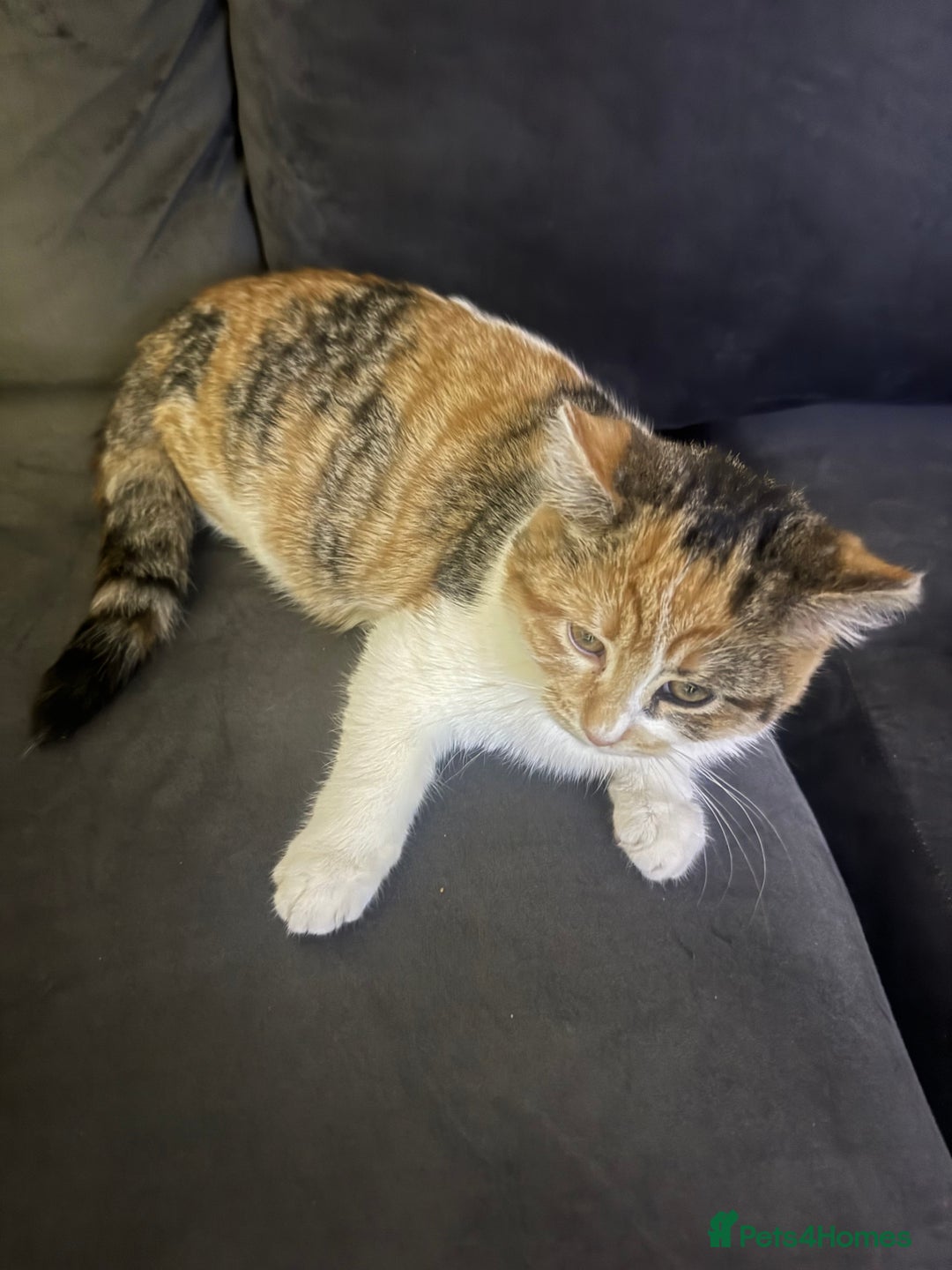 Domestic Shorthair cats for sale: Rare dilute torbie and white girl - Advert 3