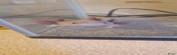 Axolotl reptiles for sale: 2 male axolotl - Advert 3