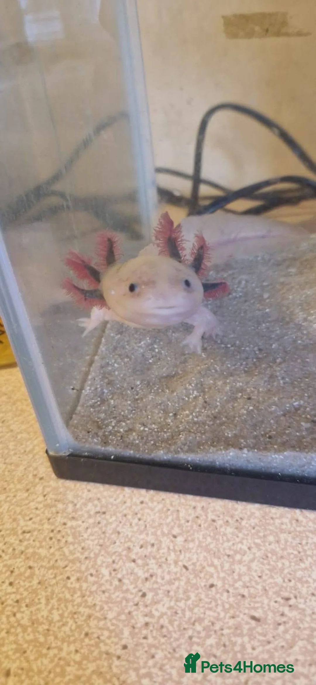 Axolotl reptiles for sale: 2 male axolotl - Advert 3