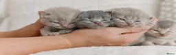 British Shorthair cats for sale: Stunning litter of x7 British short hair kittens  in Milford Haven - Advert 5
