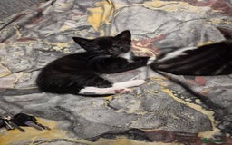 Mixed Breed cats for sale: Friendly kitten - Advert 5