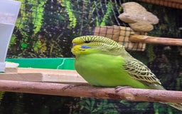 Budgerigars birds for sale: Young budgerigars for sale. - Image 2