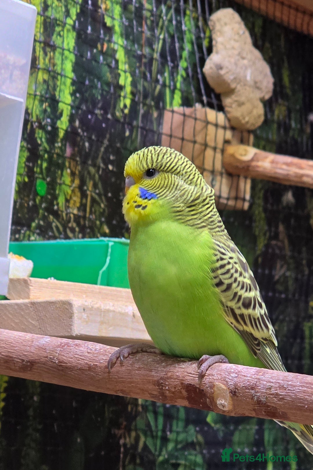 Budgerigars birds for sale: Young budgerigars for sale. - Image 2