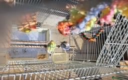 Budgerigars birds for sale: Mr Hritcan - Image 7