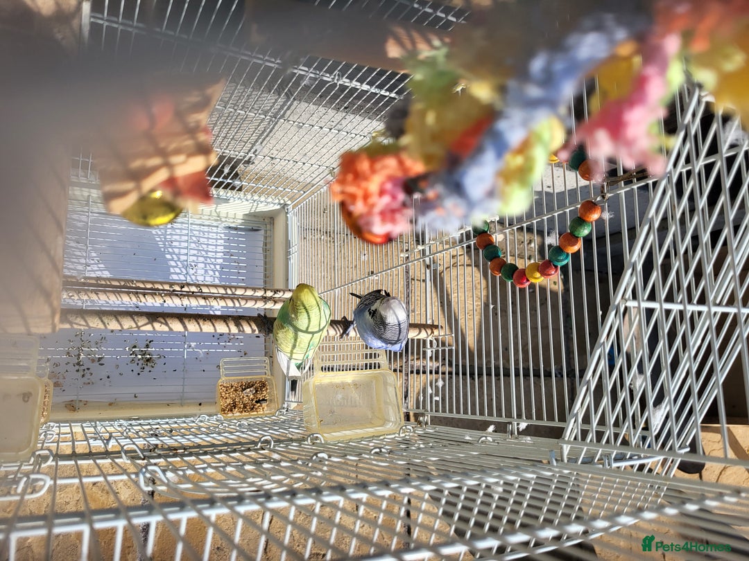 Budgerigars birds for sale: Mr Hritcan - Image 7