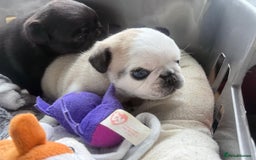 Pug dogs for sale: 2 pug puppies for sale - Image 10