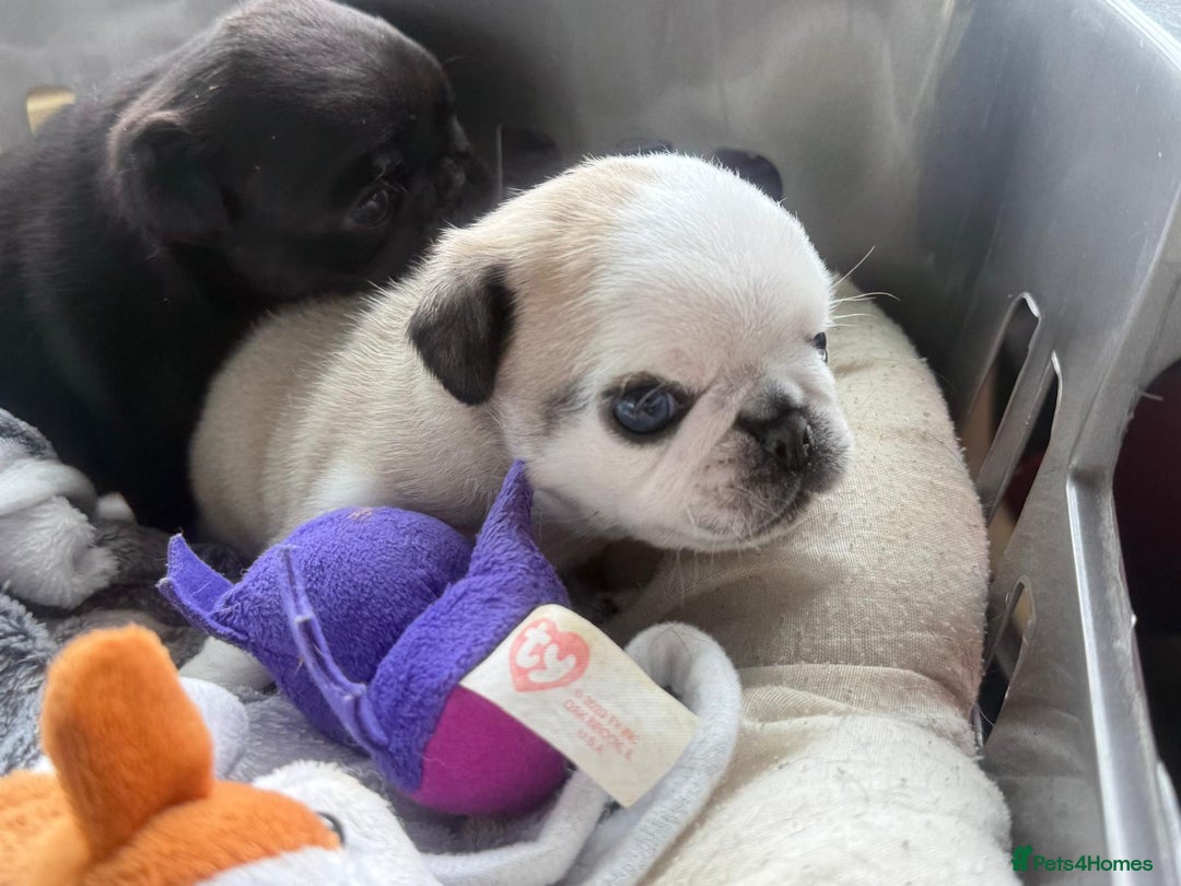Pug dogs for sale: 2 pug puppies for sale - Image 10