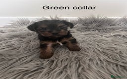 Yorkshire Terrier dogs for sale: Tiny Yorkshire Terriers - Image 6