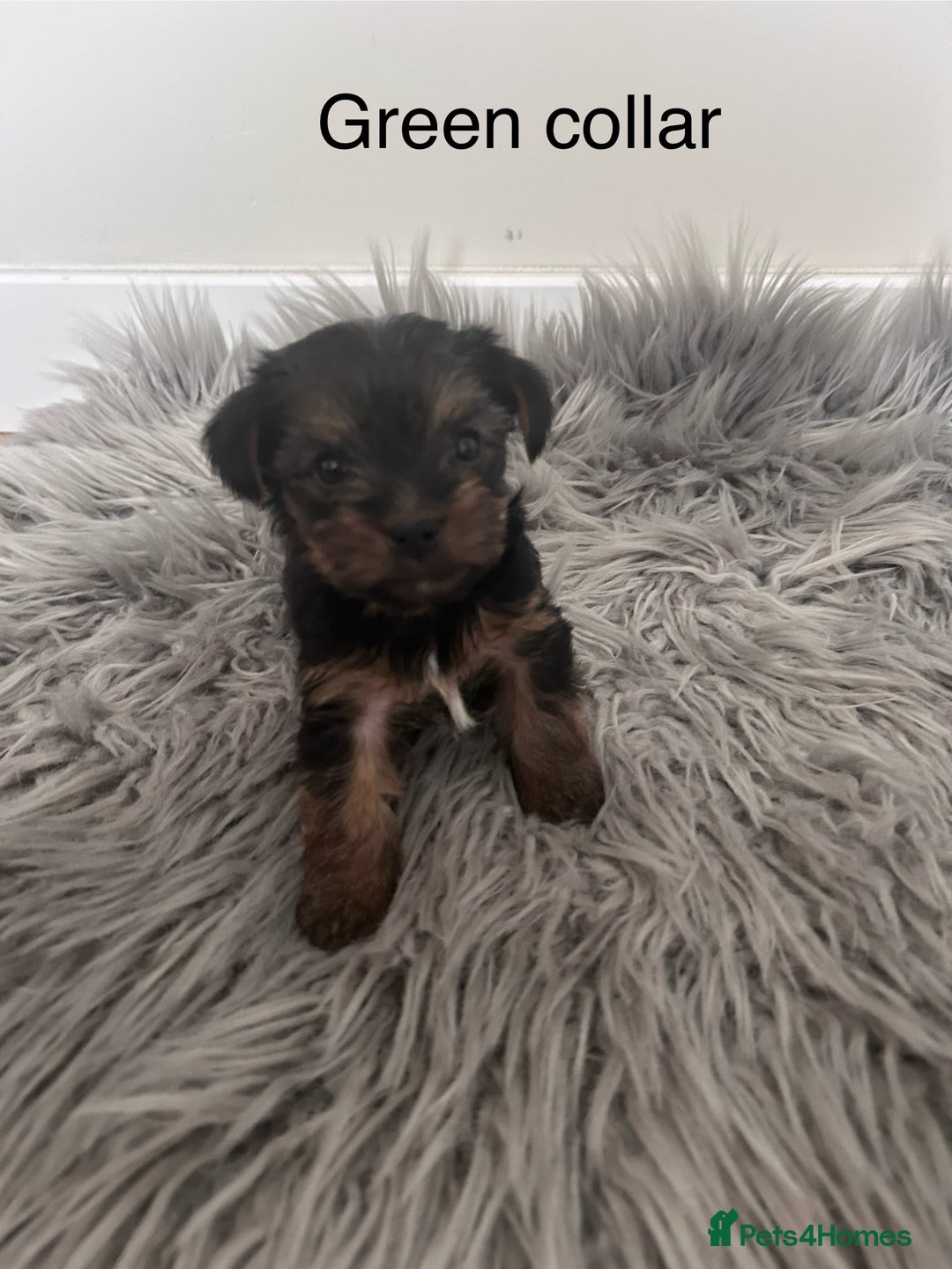 Yorkshire Terrier dogs for sale: Tiny Yorkshire Terriers - Image 6