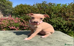 Italian Greyhound dogs for sale: Italian greyhound puppies KC reg. European lineage - Image 11