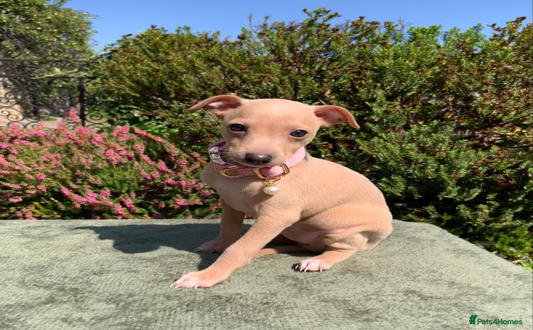 Italian Greyhound dogs - Advert 9