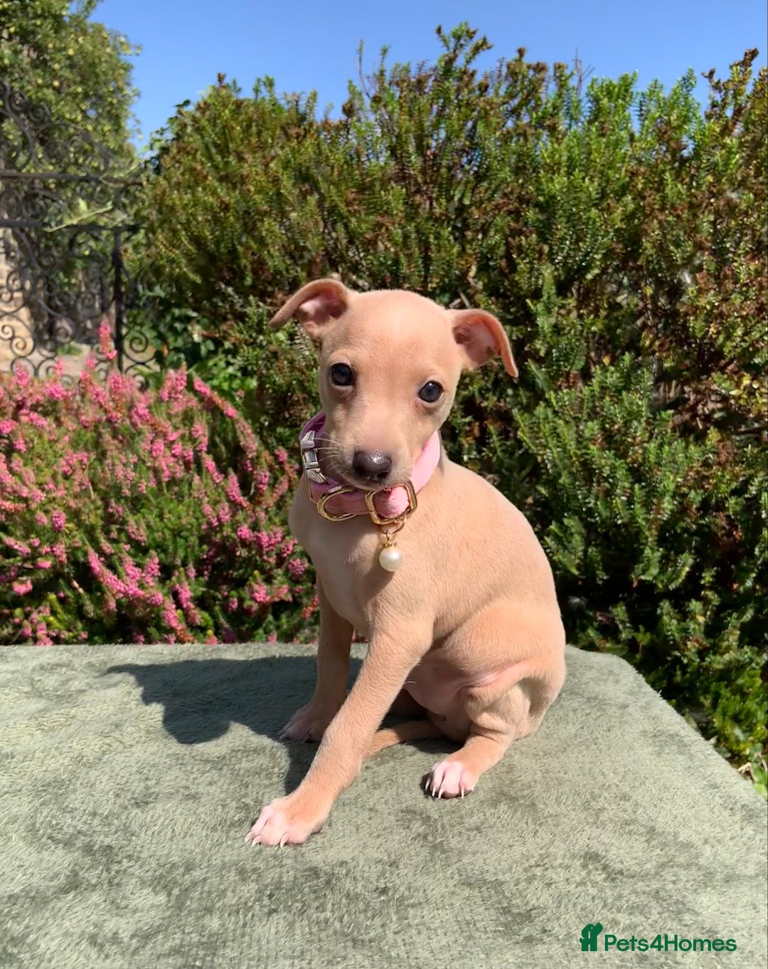 Italian Greyhound dogs for sale: Italian greyhound puppies KC reg. European lineage - Image 11