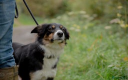 Border Collie dogs for sale: Adult Border Collie - for Permanent Home - Advert 1