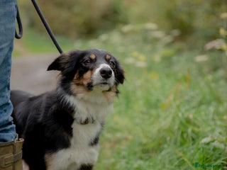 Border Collie dogs Adult Border Collie - for Permanent Home - Advert 11