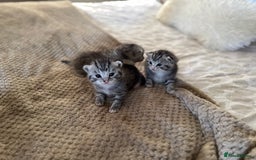 British Shorthair cats for sale: Beautiful lilac British shorthair X kittens - Image 8
