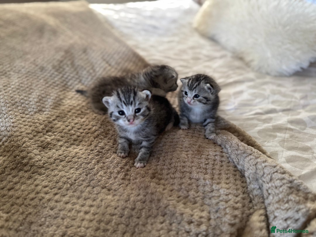 British Shorthair cats for sale: Beautiful lilac British shorthair X kittens - Image 8