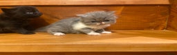 Persian cats for sale: Stunning pedigree Persian kittens - Advert 25