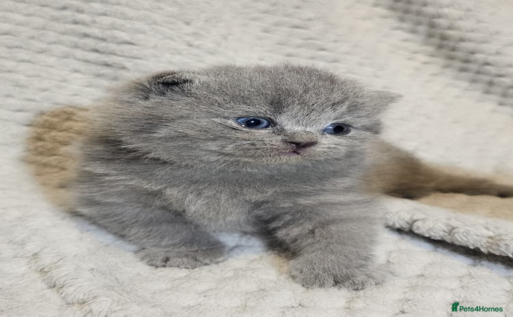 British Shorthair cats - Advert 13