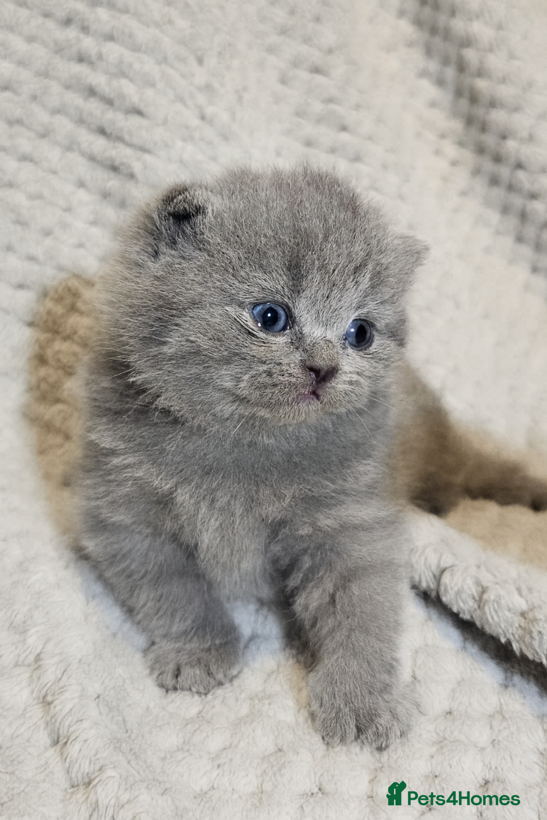 British Shorthair cats for sale: ✨ GCCF Registered British Shorthair Kittens ✨ - Image 1