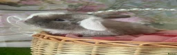 Mini Lop rabbits for sale: Pure bred mini lops  - Advert 3