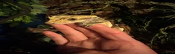 Gecko reptiles for sale: Crested Gecko with set up  - Advert 5