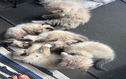 Ragdoll cats for sale: Ragdoll kittens - Image 20