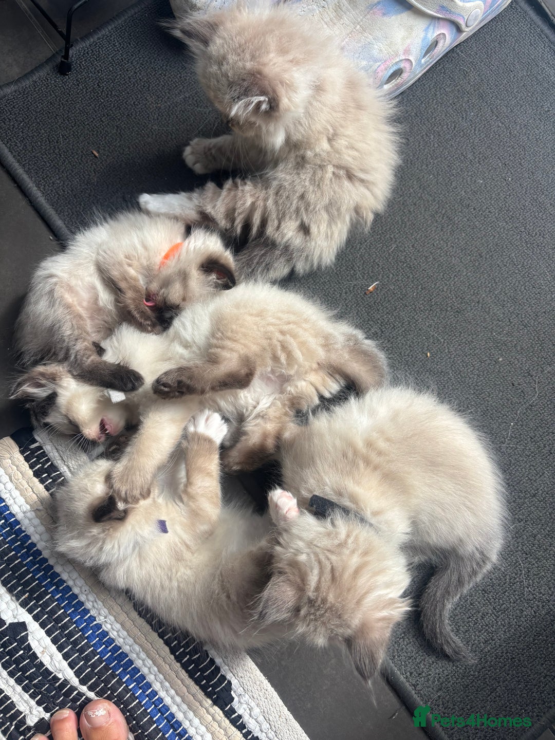 Ragdoll cats for sale: Ragdoll kittens - Image 20