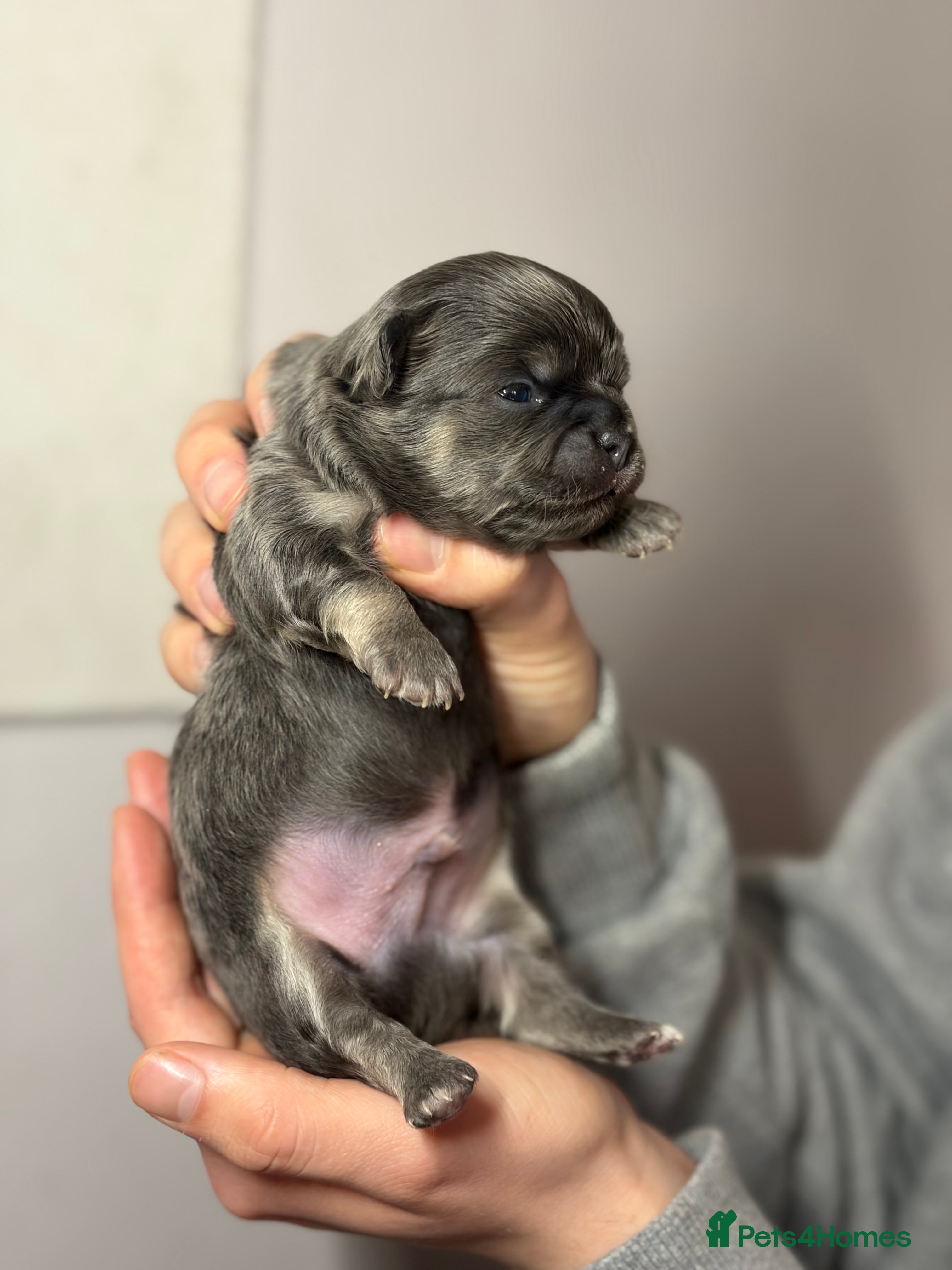 Chihuahua dogs 😍 Beautiful KC Chihuahua Puppies 😍 - Advert 1