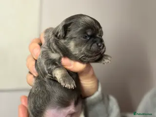 Chihuahua dogs 😍 Beautiful KC Chihuahua Puppies 😍 - Advert 1