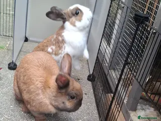 Mixed Breed rabbits 2 female rabbits for rehoming - Advert 1