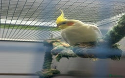 Cockatiels birds for sale: Cockateils breeding pair - Image 6