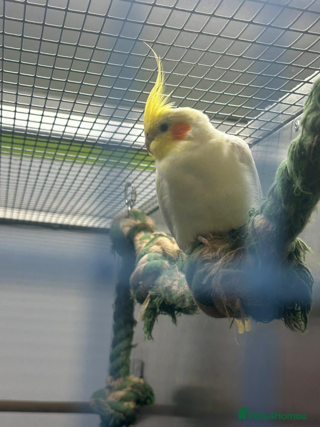 Cockatiels birds for sale: Cockateils breeding pair - Image 6