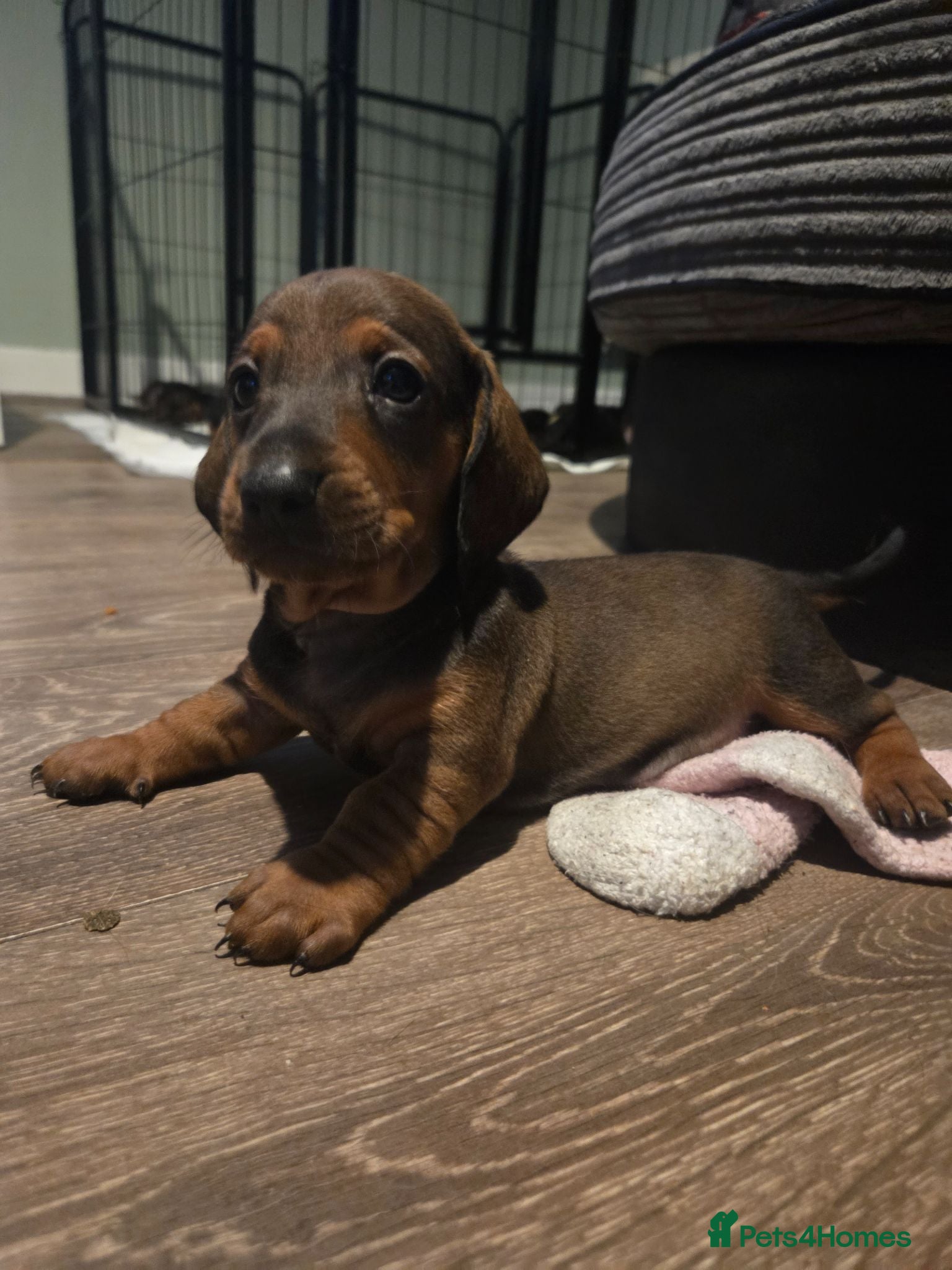Dachshund dogs Reduced kc registered standard smooths - Advert 5