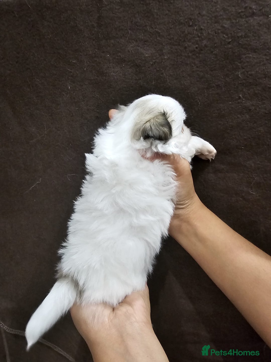 Mixed Breed dogs for sale: Shiranian pups shih tzu cross pomeranian  - Advert 9