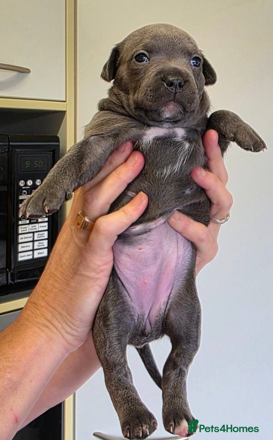 Staffordshire Bull Terrier dogs for sale: admirable Blue staffy pups so cute.  - Image 5