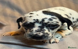 Dalmatian dogs for sale: Ready to Home Dalmatian Puppies  - Image 28