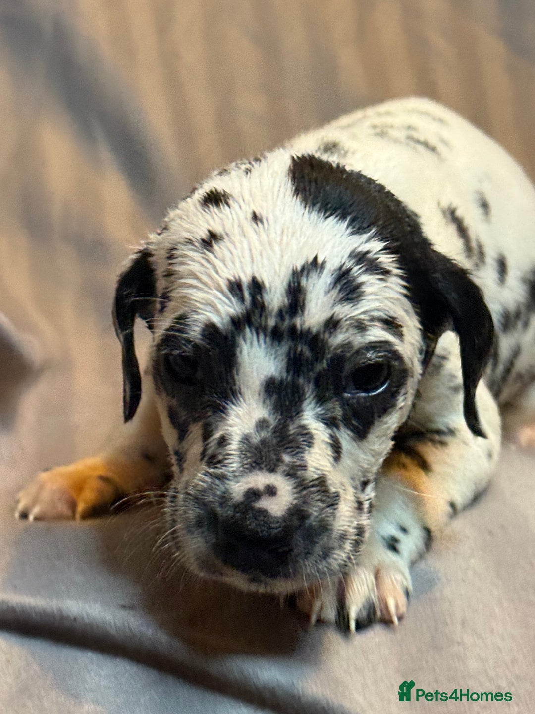 Dalmatian dogs for sale: Ready to Home Dalmatian Puppies  - Image 28