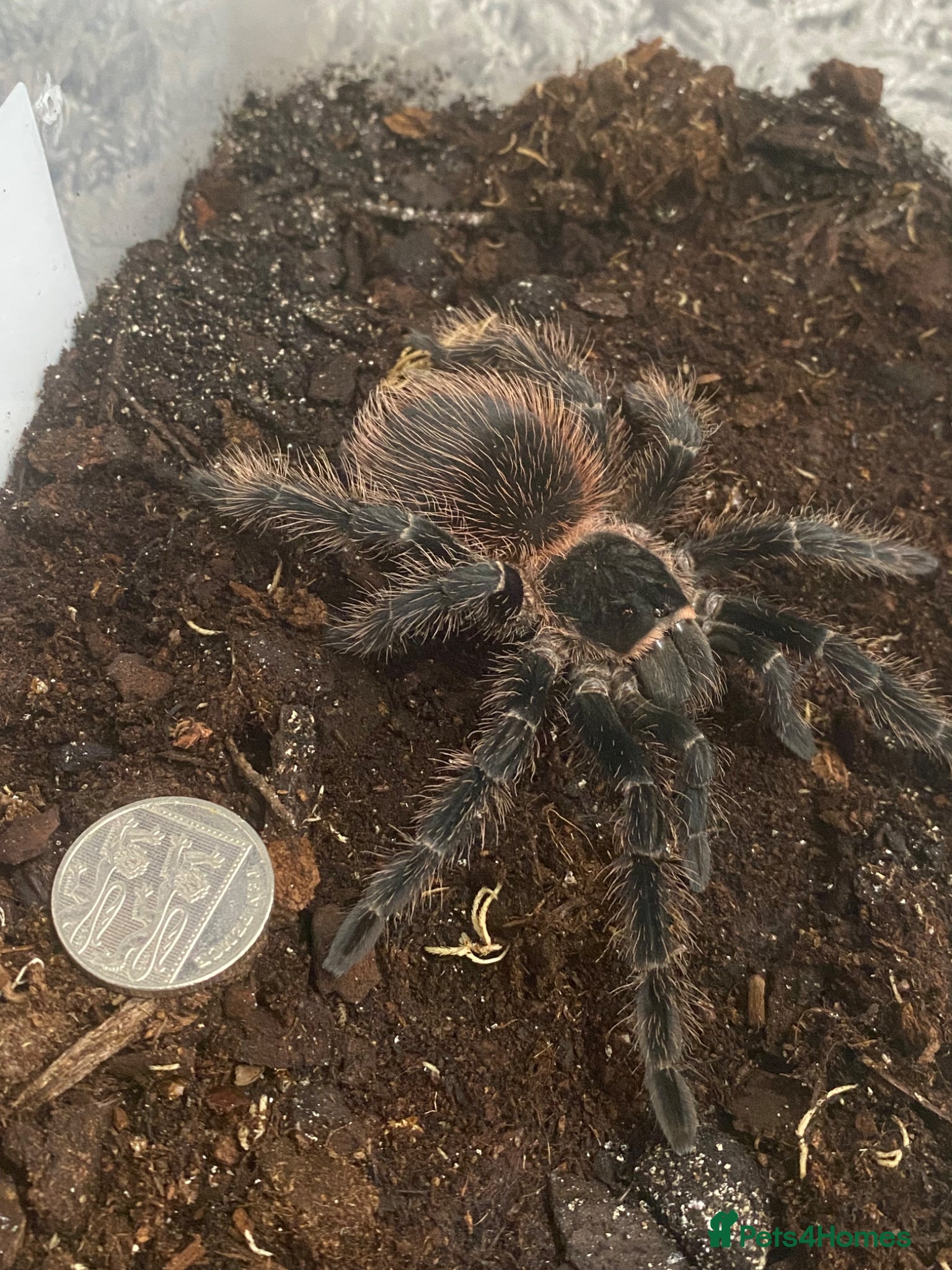 Tarantulas invertebrates Brazilian salmon pink Goliath tarantulas  - Advert 18