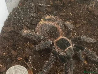 Tarantulas invertebrates Brazilian salmon pink Goliath tarantulas - Advert 18