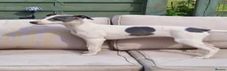 Whippet dogs for sale: 2 Beautiful Whippet Bitch puppies in Bristol - Advert 2