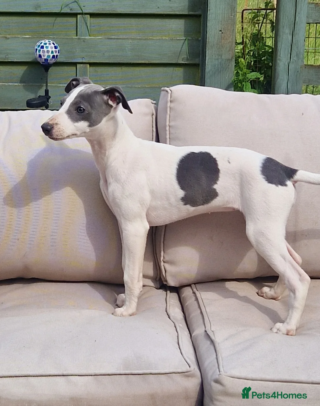 Whippet dogs for sale: 2 Beautiful Whippet Bitch puppies in Bristol - Advert 2