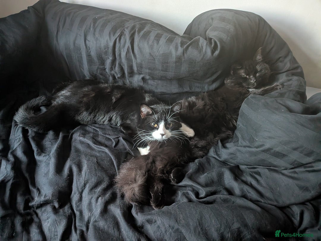 Mixed Breed cats for sale: 2 cats  - Advert 2