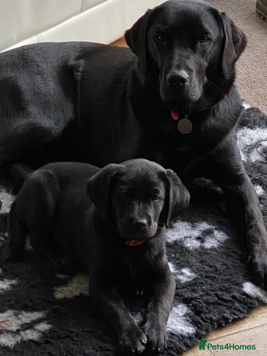Labrador Retriever dogs for sale: Black and yellow Labrador puppies  - Advert 7