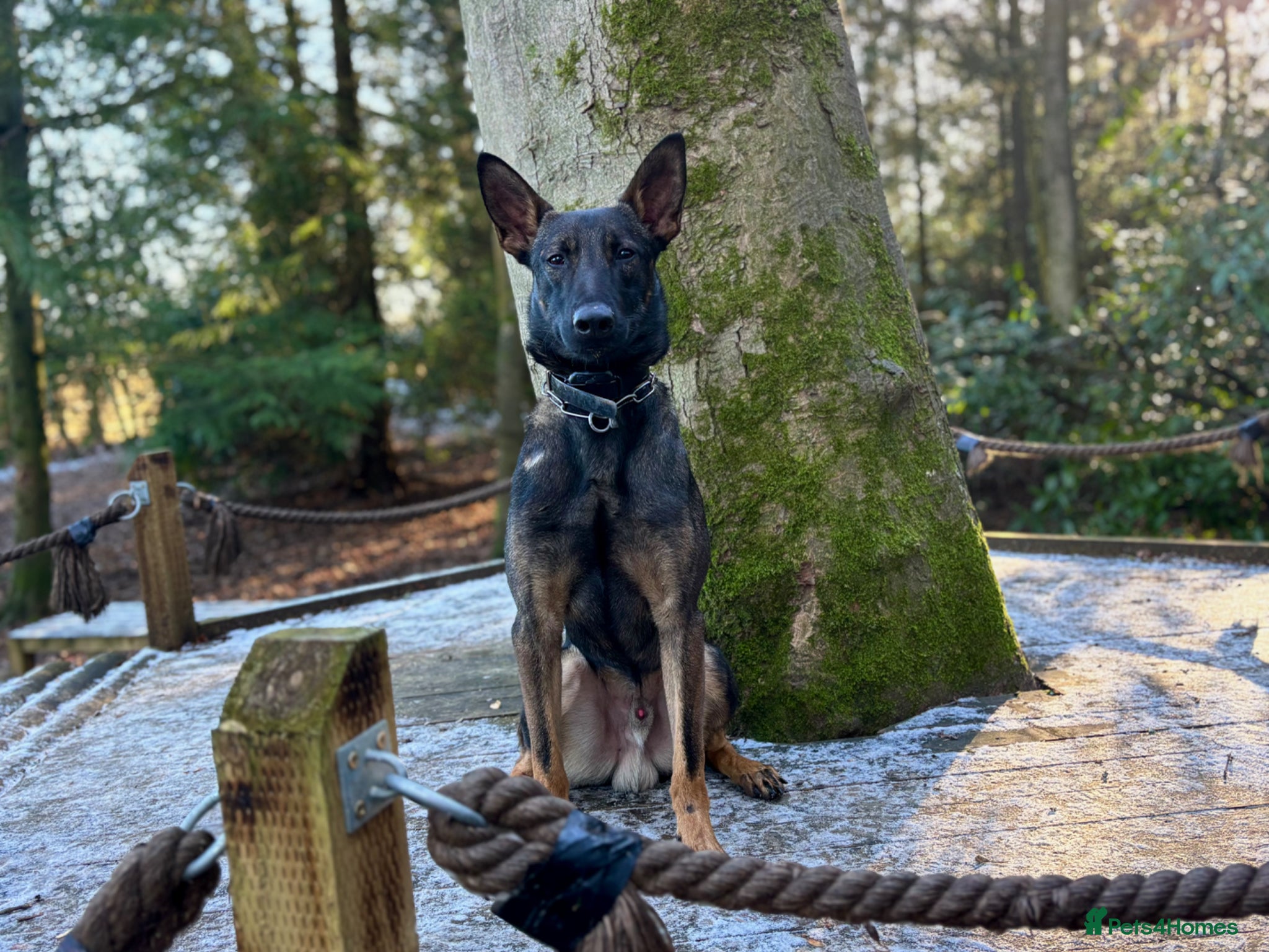 Mixed Breed dogs Bosco - well trained bull herder male  - Advert 1